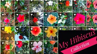 My Hibiscus Collection # Garden tour #Easy to grow #Flavours of Kanyakumari