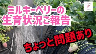 「いちご栽培 いちご農家」ミルキーベリーの生育状況ご報告と栽培して分かった問題点ご紹介