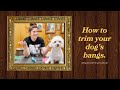 Dog Grooming Tutorial - How to Trim Bangs