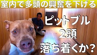 ＃家で一緒にやってみよう　【ドッグトレーニング編】多頭飼い室内での興奮状態をリラックスさせるコツ！