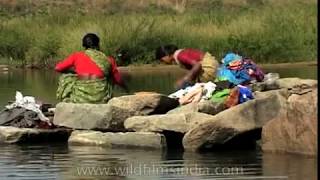 Indian women wash clothes by a river full of fish