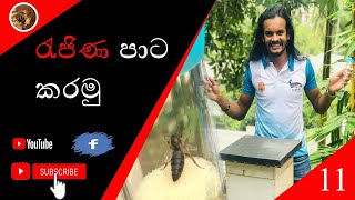 රැජිණ  පාට කරමු