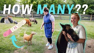Preg - Checking my (DEFINITELY) Pregnant Goats!!