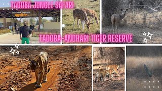 TADOBA JUNGLE SAFARI - Tadoba Andhari TIGER Reserve  Moharli Gate - tadoba National Park.#tadoba