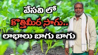 వేసవి లో కొత్తిమీర సాగు...లాభాలు బాగు బాగు||Grow corriander in summer and earn high profits