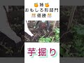 「🍠サツマイモ芋掘り」親子対決‼🎊おもしろ形部門🎊 shorts 芋掘り サツマイモ 芋掘り日和 芋 いもほり 千葉県 八千代市 親子 親子で成長 にじいろ動画 姉妹