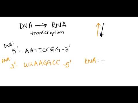 Complementary base pairing Complementary base pairing