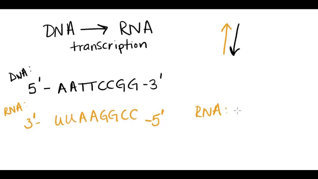 Complementary Base Pairing Rna