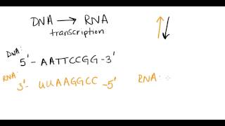 Complementary base pairing