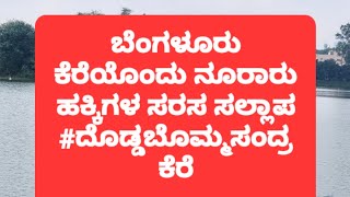 ಬೆಂಗಳೂರು ಕೆರೆಯೊಂದು‌ ನೂರಾರು ಹಕ್ಕಿಗಳ‌ ಸಲ್ಲಾಪ#ದೊಡ್ಡಬೊಮ್ಮಸಂದ್ರಕೆರೆ#beautifullbirds#Doddabommasanadralake