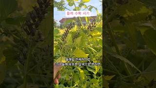 들깨수확시기 가 왔습니다. 들깨수확 준비하세요 #들깨 #들깨수확시기 #들깨수확