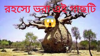 রহস্যে ভরা বাওবাব গাছ।😱 #baobabtree #africantree