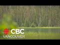 2 First Nations celebrate harvest without tourists' disturbance