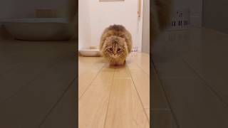 猫にロックオンされると…  #shorts