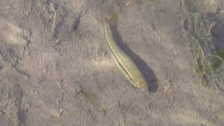 Eastern Blacknose Dace Fish 1 HQ HD