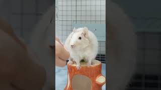 賢いデグーとダメになる飼い主ｗ #Shorts