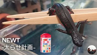 痩せたイモリに赤虫をあげるだけの動画