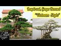 BONSAI VIETNAM - BONSAI MADE IN VIETNAM - INSPIRATION AND STYLE BONSAI