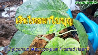 รีวิว|เงินไหลมาใบบุญ Syngonium Macrophyllum Frosted Heart. #เงินไหลมาใบบุญ #ออมใบบุญ #syngonium