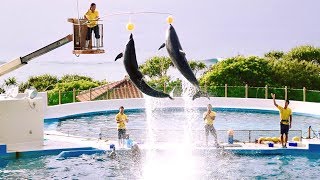 2017.10.17沖縄美ら海水族館⑦オキちゃん劇場イルカショー②