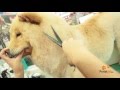 Chow Chow Banho E Tosa Na Tesoura Portal Pet Chow Chow Banho E Tosa Na Tesoura Portal Pet