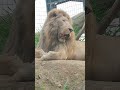 土夜🌞⑦ホワイトライオン・白獅子・セラムくん・沖縄こどもの国・・・white_lion・okinawa zoo u0026 museum 20220723