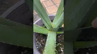 How to cut and peel aloe vera