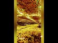 stunning sunflowers 🌻 أزهار دوار الشمس nature flowers beautiful word video