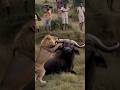 Lion vs buffalo fight 🤬🔥 par 2 #animals #funny #lion #buffalo #wildlife #shorts #shortvideo