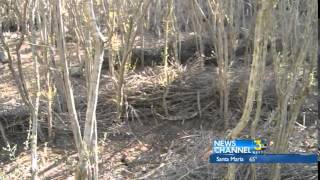 Inside An Illegal Marijuana Grow