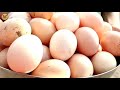 free range desi poultry farming with farming desi chicken palan