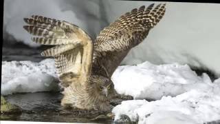 Fish Owls in Winter at Rause Japan 2016 冬の羅臼のシマフクロウ