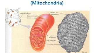 면역력의 기본은 미토콘그리아의 기능