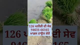 PR 126 Nursery in Sheron (ਮਾਡਲ ਟਾਊਨ ਸ਼ੇਰੋਂ ਸੰਗਰੂਰ 126 ਦੀ ਪਨੀਰੀ