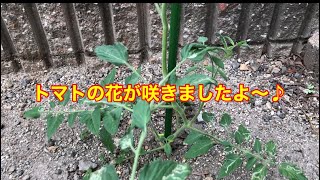 【黄色いトマト】花が咲きました♪😊