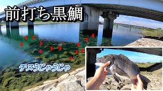 【黒鯛前打ち】チヌ湧いてる干潮スケスケの川で前打ち