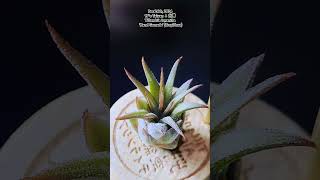 空氣鳳梨 Tillandsia ionantha 'Hand Grenade' (Tropiflora) 手榴彈小精靈 Air Plants in Taiwan 台灣