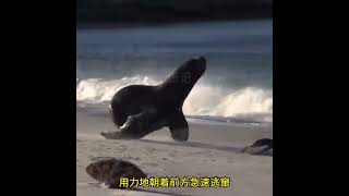 海豹捕食獵物 #神奇動物在抖音