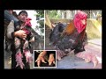 🔵 rarest chicken breed in the world chicken breeds you will not believe exist virinchi facts