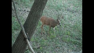 HEART SHOT with lots of blood on a 180 inch whitetail!!!!