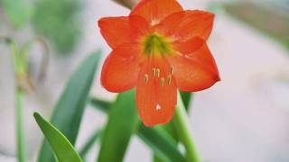 2020.5.22 Blossom flowering