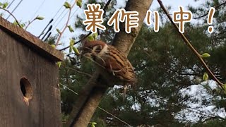 【スズメ】【雀】巣材を運び入れるスズメさん　Eurasian tree sparrow