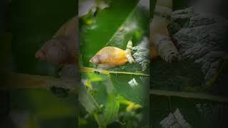 These Snails’ Eyes Are INFESTED With Pulsating PARASITES! #shorts