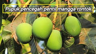 Buah mangga rontok?ini penyebab serta cara mengatasi buah mangga agar tidak rontok