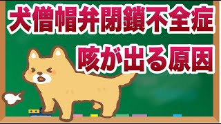 犬が僧帽弁閉鎖不全症になると咳の症状がでる原因とは？【獣医師解説】