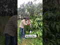 ഒരു സന്ദർശകൻ ഫാമിൽ എത്തിയപ്പോൾ... farmlife agriculture keralafarm fruit