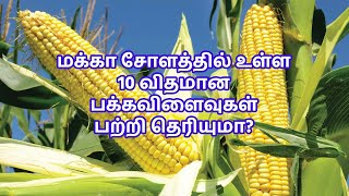 மக்கா சோளத்தில் உள்ள 10 விதமான பக்கவிளைவுகள் பற்றி தெரியுமா?