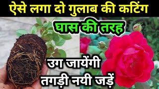 7 ROSE PLANT GROWING TIPS. How to grow rose from cuttings.गुलाब की कटिंग.Rose plant care.