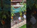 Backyard garden #gardening #tomatoes #kitchengarden