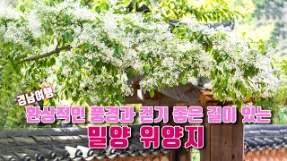 [4k] 경남여행 ｜환상적인 풍경과 걷기 좋은 길이 있는 밀양 위양지